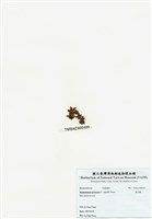 藏品(旋花藻)的圖片